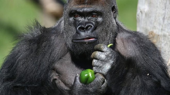 London Zoo gorilla helped himself to blackcurrant squash